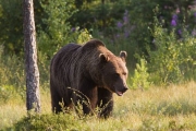 Uwaga! Niedźwiedzica w Beskidzie Śląskim